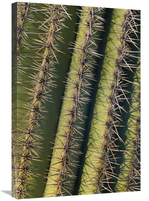 Global Gallery GCS-395321-2030-142 20 x 30 in. Saguaro Cactus Spines&#