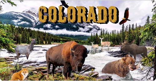 License Plate Travel Poster Art Wilf Life Colorado