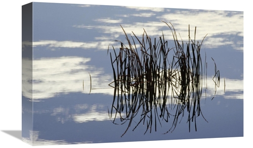 Global Gallery GCS-452869-1218-142 12 x 18 in. Common Cattail Blades&#