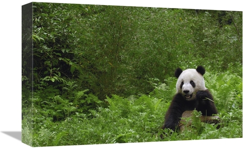 Global Gallery GCS-453071-1218-142 12 x 18 in. Giant Panda Near Bamboo