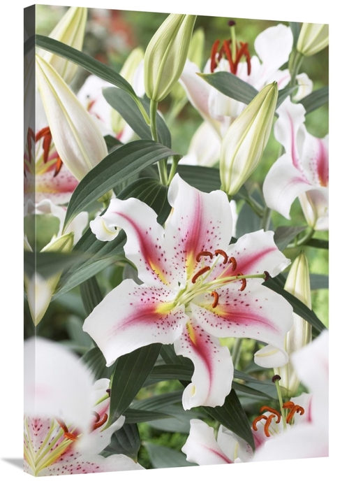 Global Gallery GCS-398348-2436-142 24 x 36 in. Lily Rosy Dawn Variety 