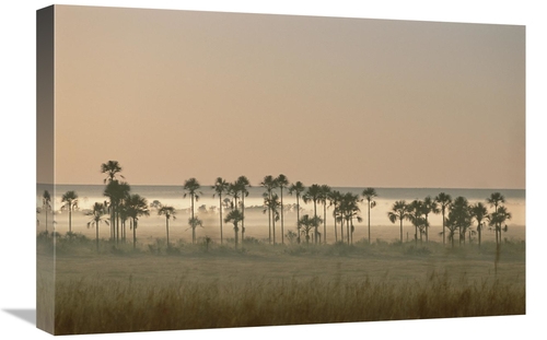 Global Gallery GCS-451573-1624-142 16 x 24 in. Buriti Palm Gallery For