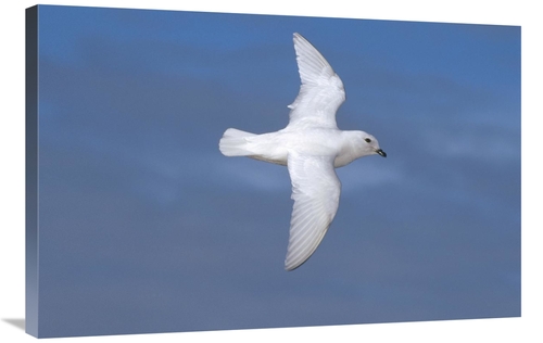 Global Gallery GCS-451075-2436-142 24 x 36 in. Snow Petrel Flying Near