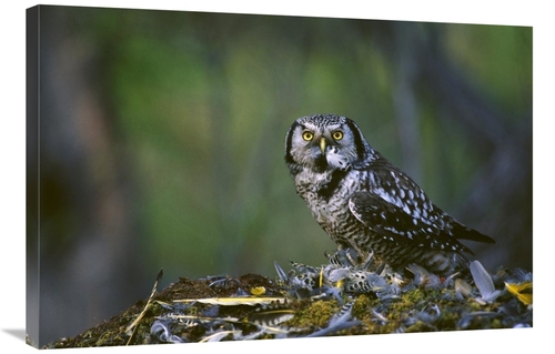 Global Gallery GCS-451929-2436-142 24 x 36 in. Northern Hawk Owl Feedi