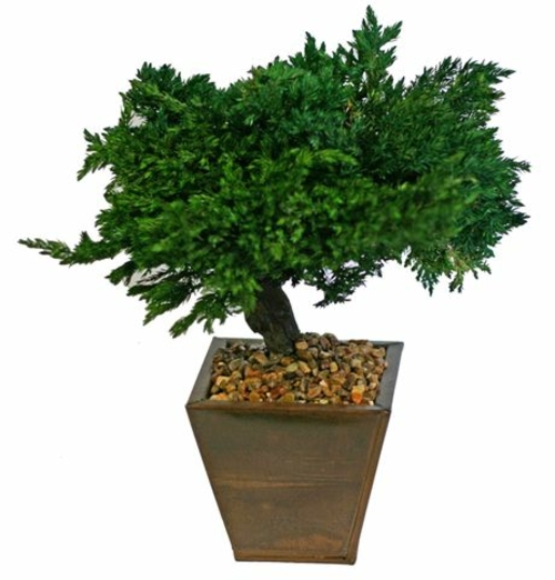 Monterey Juniper 8" Preserved Bonsai Tree (Preserved - Not a Living