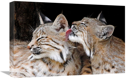 Global Gallery GCS-486439-22-142 22 in. Bobcat Love Art Print - Vic Sc