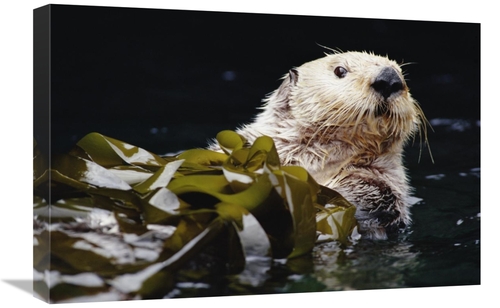 Global Gallery GCS-395758-1624-142 16 x 24 in. Sea Otter Portrait in K