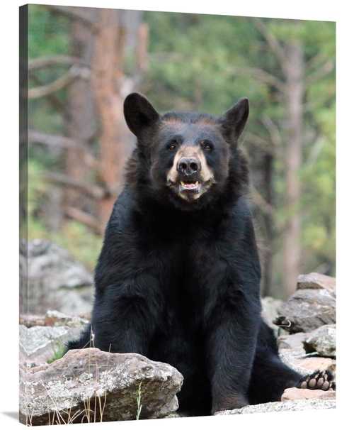 Global Gallery GCS-486425-40-142 40 in. Resting Bear Art Print - Vic S