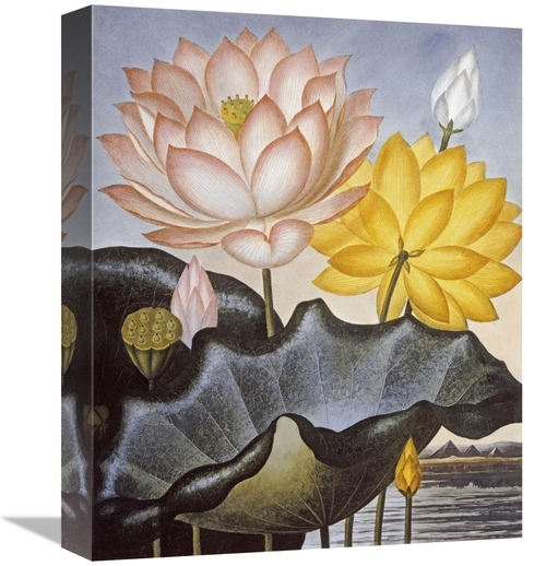 Global Gallery GCS-268586-16-142 16 in. Sacred Egyptian Bean Art Print