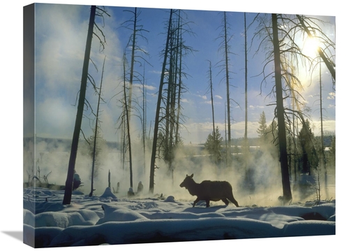 Global Gallery GCS-397151-1824-142 18 x 24 in. Elk Female in the Snow 