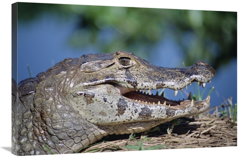 Global Gallery GCS-451486-2436-142 24 x 36 in. Jacare Caiman Portrait&