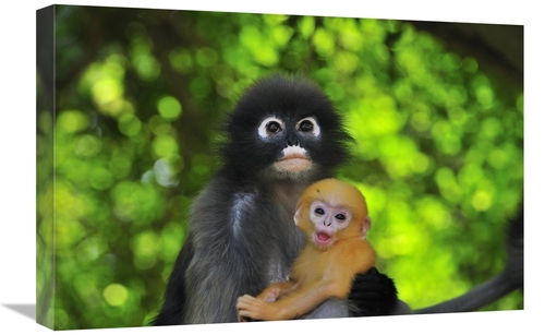 Global Gallery GCS-397660-1624-142 16 x 24 in. Dusky Leaf Monkey Mothe
