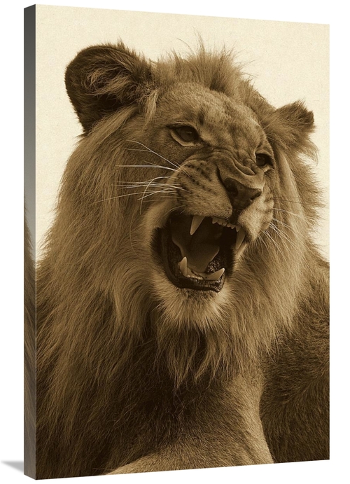 Global Gallery GCS-453665-2436-142 24 x 36 in. African Lion Male Growl