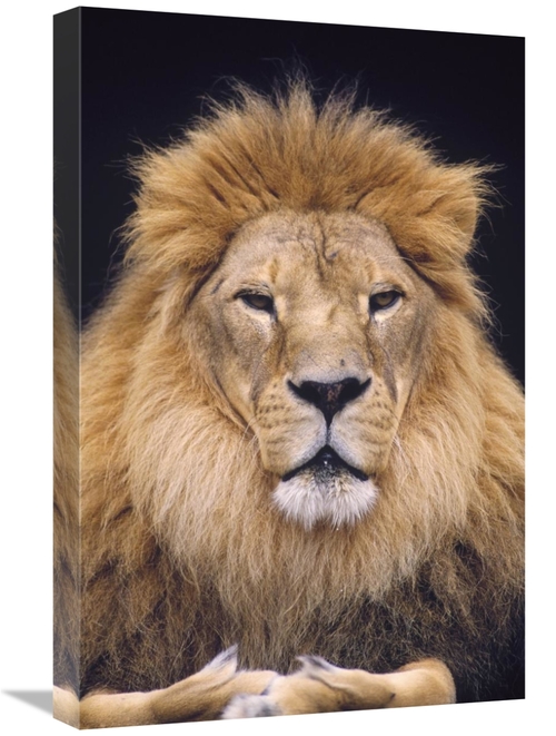 Global Gallery GCS-452763-1624-142 16 x 24 in. African Lion Male, 