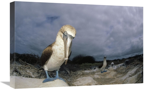 Global Gallery GCS-451249-1624-142 16 x 24 in. Blue-Footed Booby, 