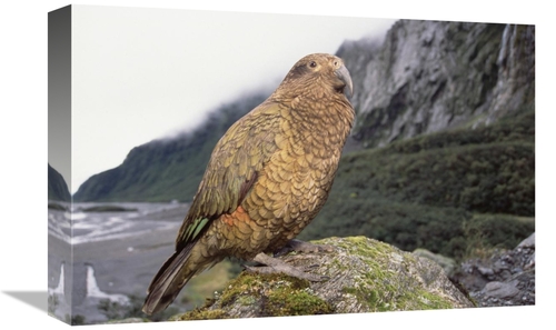 Global Gallery GCS-451501-1218-142 12 x 18 in. Kea Perched on Rock&#44