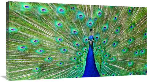 Global Gallery GCS-486596-44-142 44 in. Majestic Peacock I Art Print -