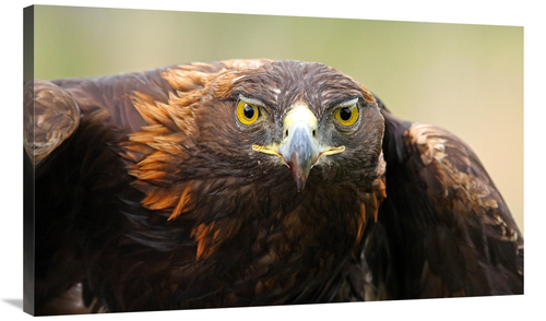 Global Gallery GCS-486525-40-142 40 in. Ready for Flight Art Print - V