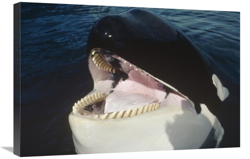 Global Gallery GCS-450564-2030-142 20 x 30 in. Orca Portrait, Nort