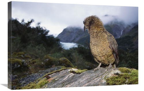Global Gallery GCS-451500-2030-142 20 x 30 in. Kea Perched on Rock&#44