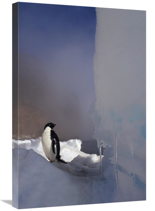 Global Gallery GCS-451283-2030-142 20 x 30 in. Adelie Penguin on Sea I