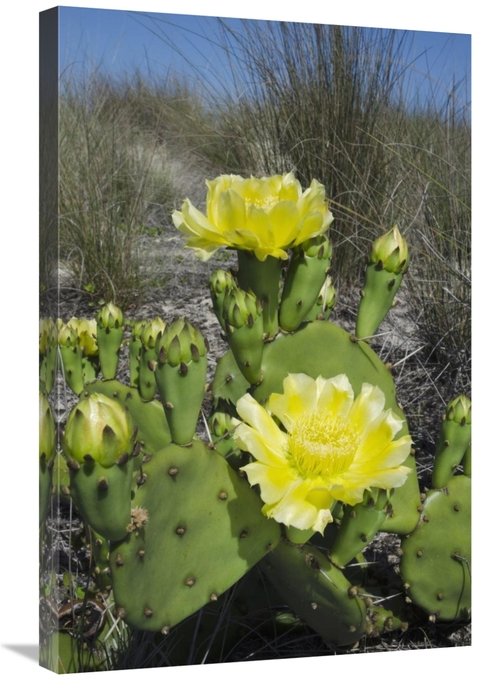 Global Gallery GCS-397916-2030-142 20 x 30 in. Opuntia Cactus Flowerin