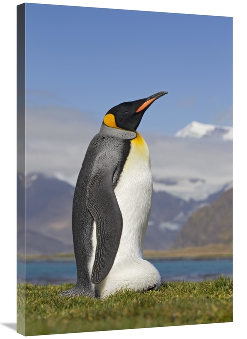Global Gallery GCS-395367-2436-142 24 x 36 in. King Penguin Incubating
