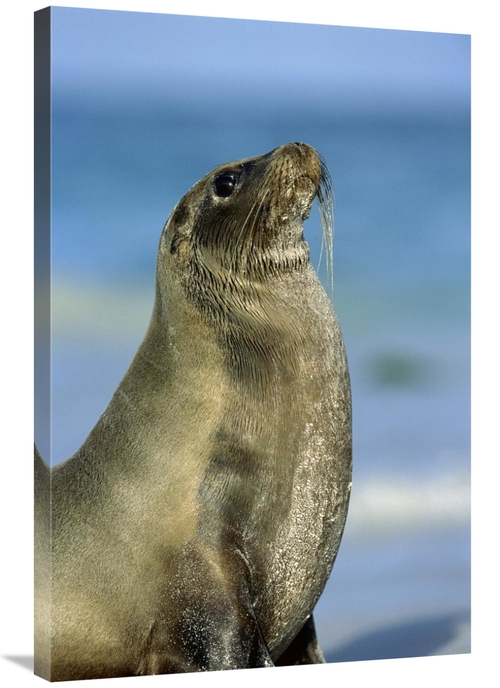 Global Gallery GCS-451764-2436-142 24 x 36 in. Galapagos Sea Lion Fema