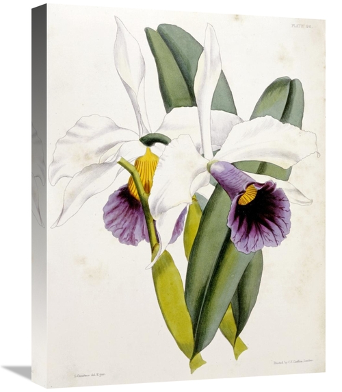 Global Gallery GCS-266139-22-142 22 in. Lily Art Print - William Curti