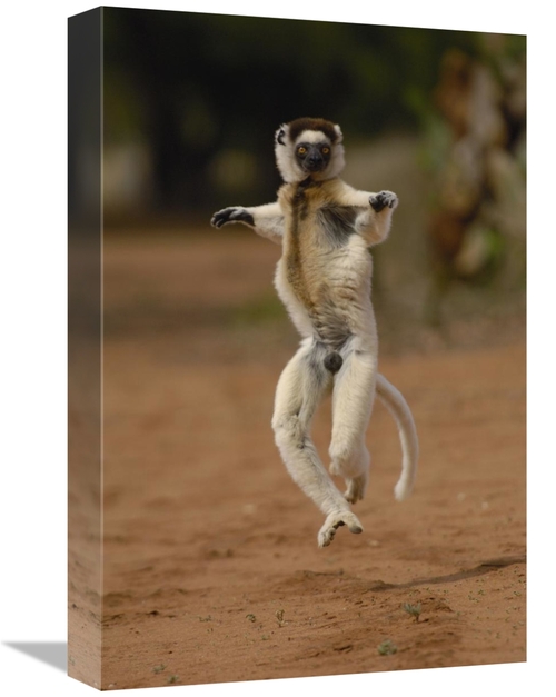 Global Gallery GCS-453039-1218-142 12 x 18 in. Verreauxs Sifaka Hoppin