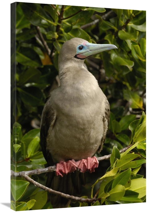 Global Gallery GCS-453055-2436-142 24 x 36 in. Red-Footed Booby Portra