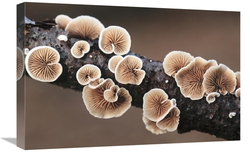 Global Gallery GCS-453614-1624-142 16 x 24 in. Split Gill Fungus Growi