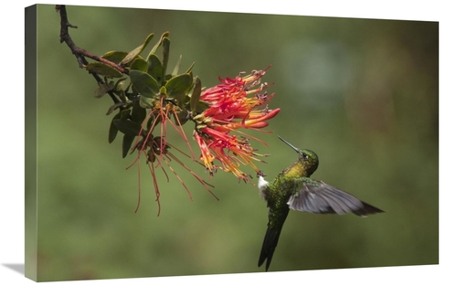 Global Gallery GCS-395565-2030-142 20 x 30 in. Golden-Breasted Puffleg