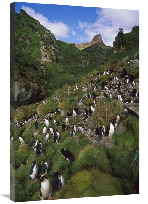 Global Gallery GCS-451812-2436-142 24 x 36 in. Rockhopper Penguin Nest