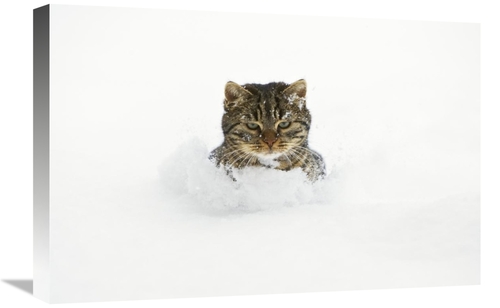 Global Gallery GCS-452581-1624-142 16 x 24 in. House Cat in Deep Snow&