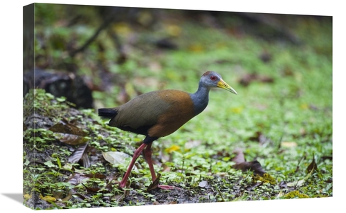 Global Gallery GCS-452669-1624-142 16 x 24 in. Grey-Necked Wood-Rail&#