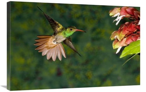 Global Gallery GCS-398304-2436-142 24 x 36 in. Rufous-Tailed Hummingbi