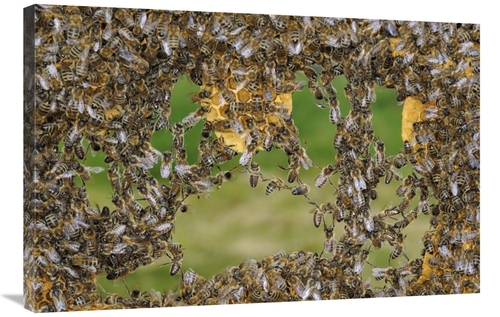 Global Gallery GCS-453384-2436-142 24 x 36 in. Honey Bee Chains Made t