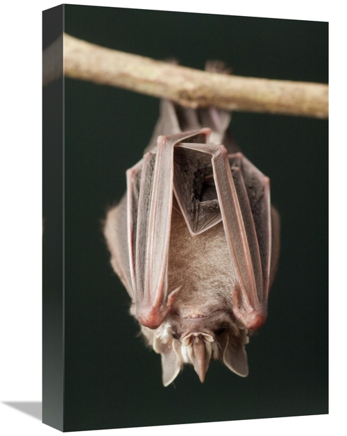 Global Gallery GCS-395558-1218-142 12 x 18 in. Leaf-Nosed Bat, Ama