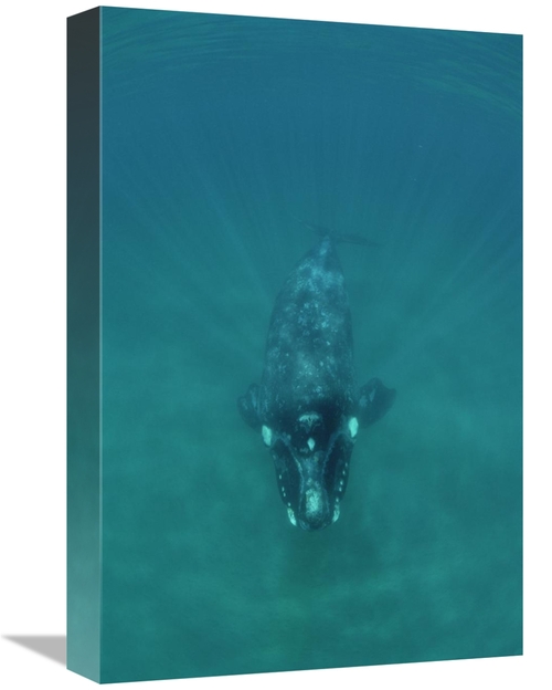 Global Gallery GCS-450650-1218-142 12 x 18 in. Southern Right Whale Un