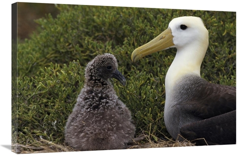 Global Gallery GCS-451405-2436-142 24 x 36 in. Waved Albatross Guardin