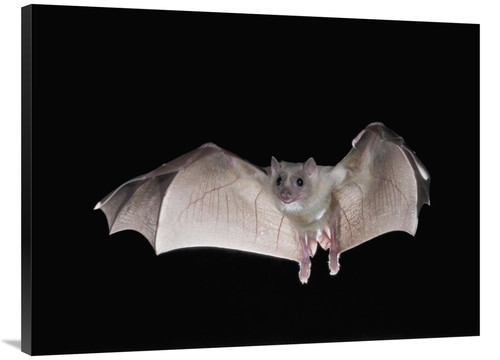 Global Gallery GCS-397287-3040-142 30 x 40 in. Egyptian Fruit Bat Flyi