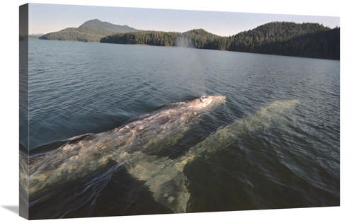 Global Gallery GCS-450812-2030-142 20 x 30 in. Gray Whale Surfacing to