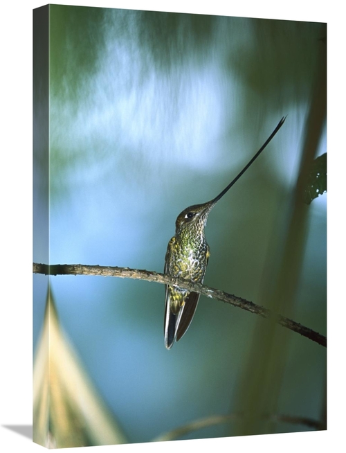 Global Gallery GCS-395594-1624-142 16 x 24 in. Sword-Billed Hummingbir