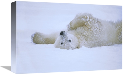 Global Gallery GCS-452509-1218-142 12 x 18 in. Polar Bear Rolling in S