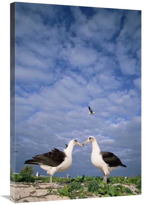 Global Gallery GCS-451554-2436-142 24 x 36 in. Laysan Albatross Pair C