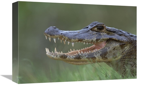 Global Gallery GCS-452524-1218-142 12 x 18 in. Spectacled Caiman Mouth