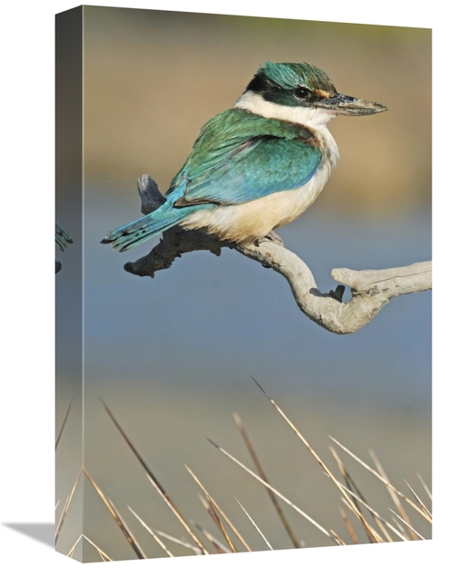 Global Gallery GCS-397461-1218-142 12 x 18 in. Sacred Kingfisher, 