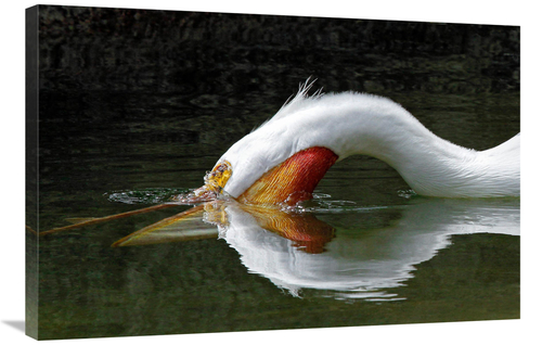 Global Gallery GCS-486598-36-142 36 in. The Dive Art Print - Vic Schen