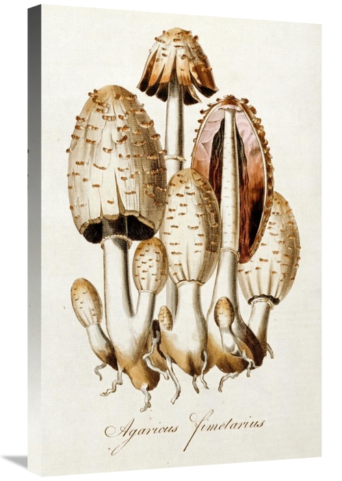Global Gallery GCS-266138-30-142 30 in. Egg Mushroom Art Print - Willi